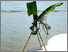 [thumbnail of Landscapes of Hope - poster E.jpg]